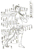 足陽明胃経の経絡図