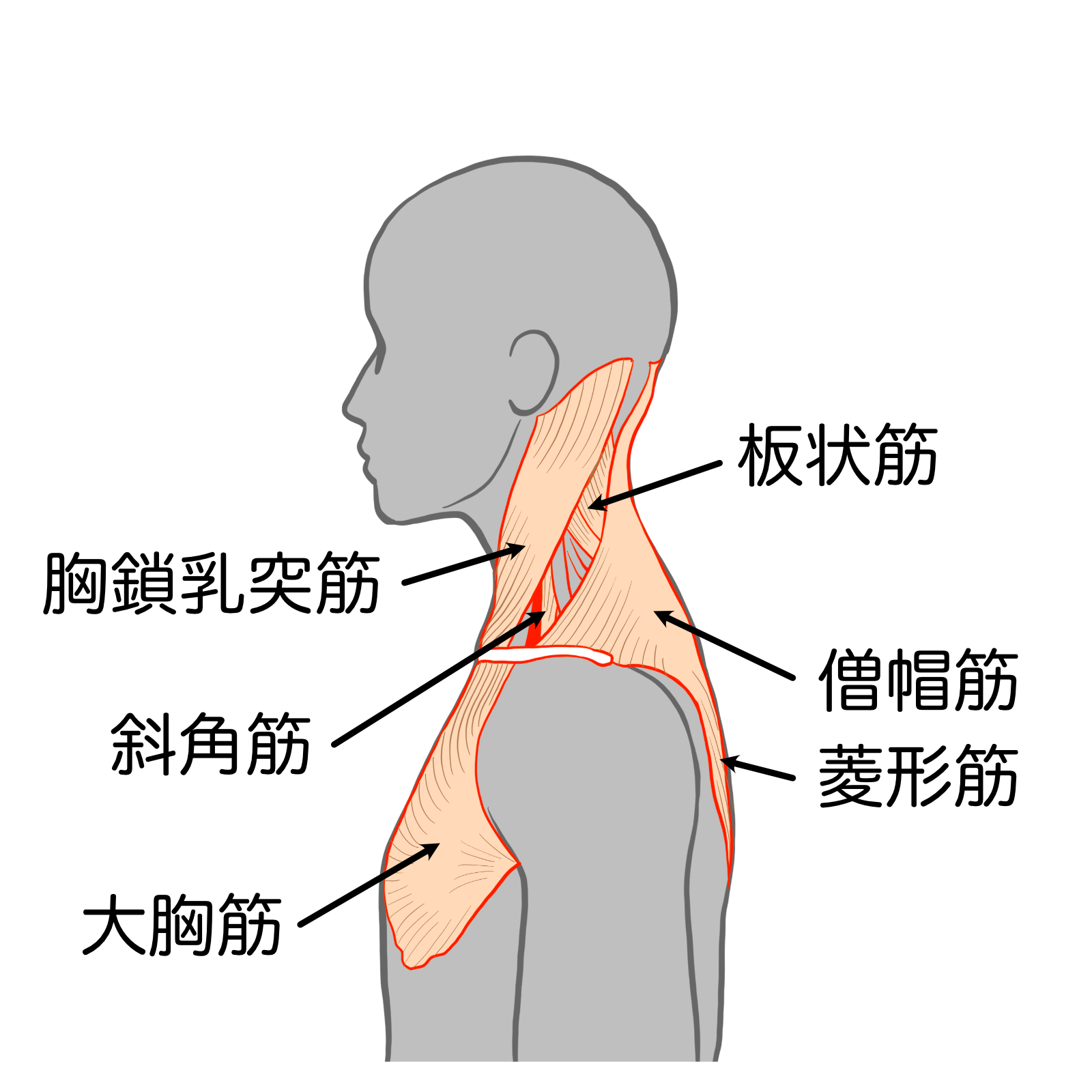 頚部の解剖